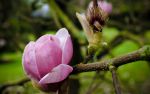 magnolia_fota_house_and_gardens_ireland